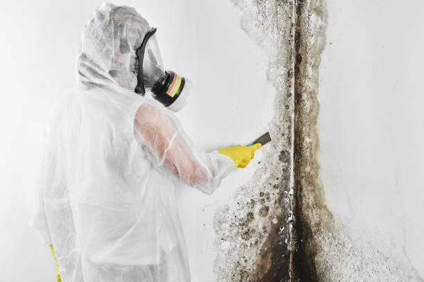 Best Attic Mold Removal  in Harlem, GA