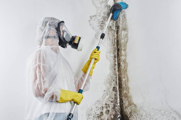 Mold Testing and Removal in Harlem, GA