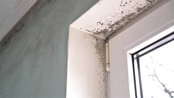 Best Local Mold Removal Service  in Harlem, GA