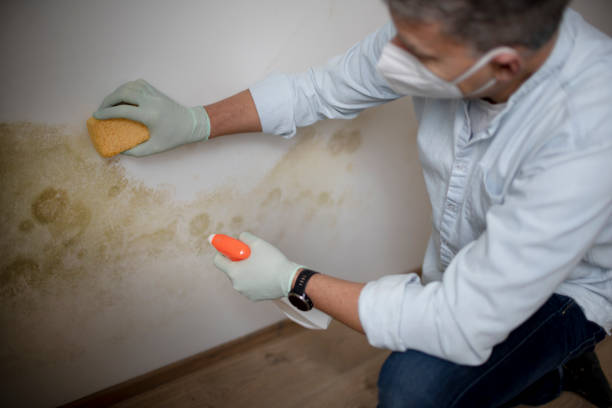Best Mold Removal Company Near Me  in Harlem, GA