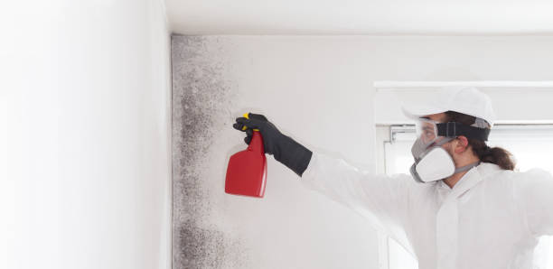 Best Mold Remediation Services  in Harlem, GA