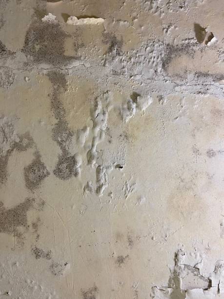 Best Black Mold Removal  in Harlem, GA
