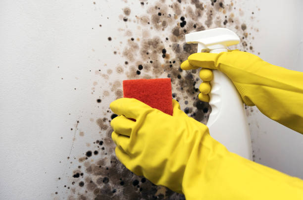 Best Water Damage Restoration  in Harlem, GA