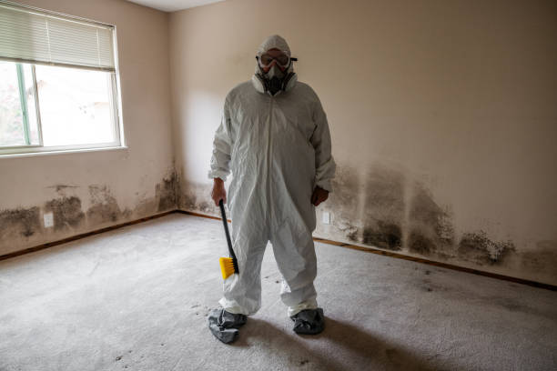 Mold Removal Process in Harlem, GA
