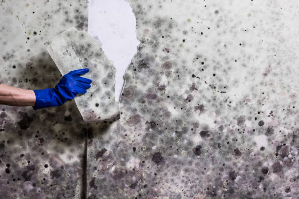 Best Local Mold Removal Service  in Harlem, GA