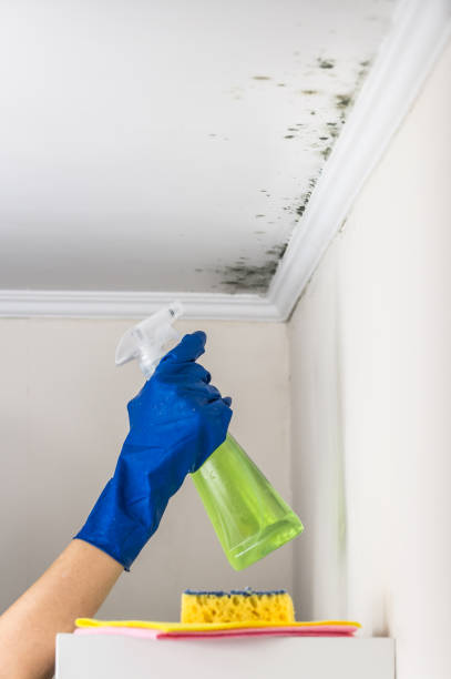 Best Mold Cleaning Services  in Harlem, GA