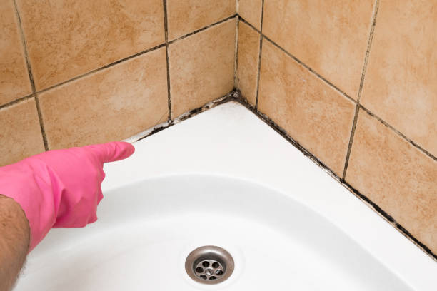 Certified Mold Removal in Harlem, GA