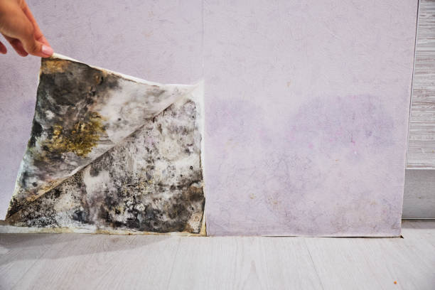Best Mold Removal Process  in Harlem, GA